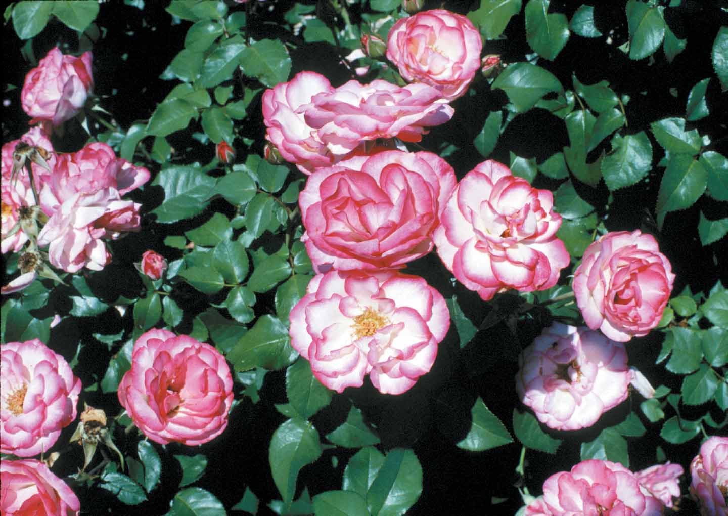 Rose Garden