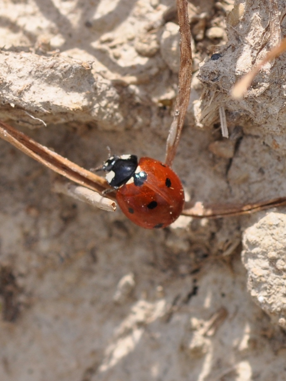 Lady Beetle Adult