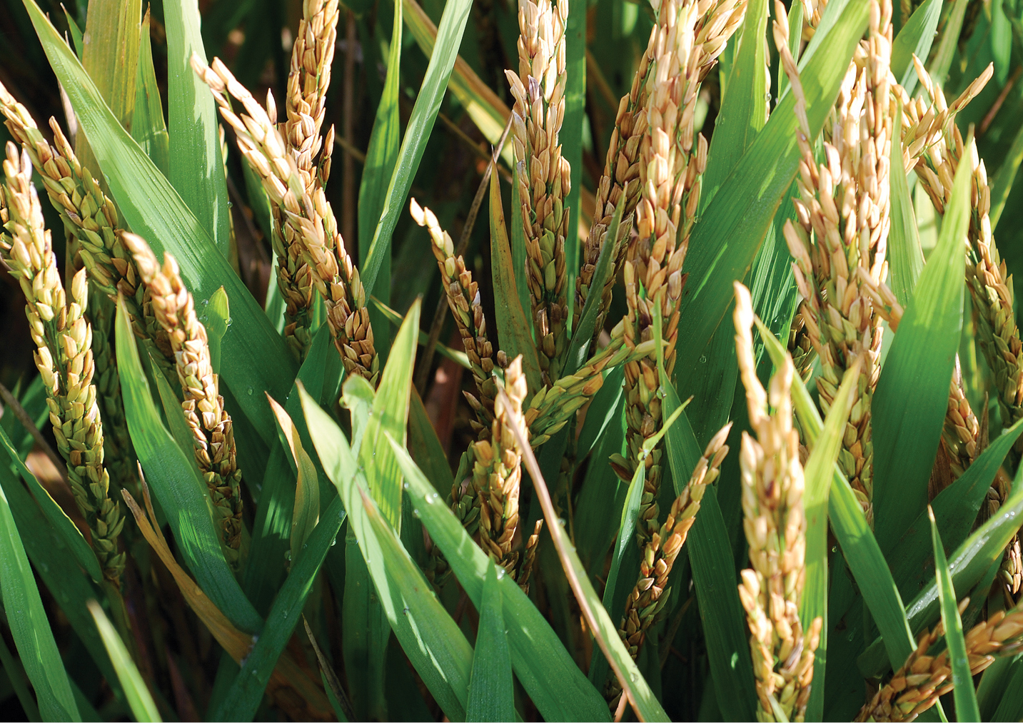 Bacterial Panicle Blight An Emerging Rice Disease