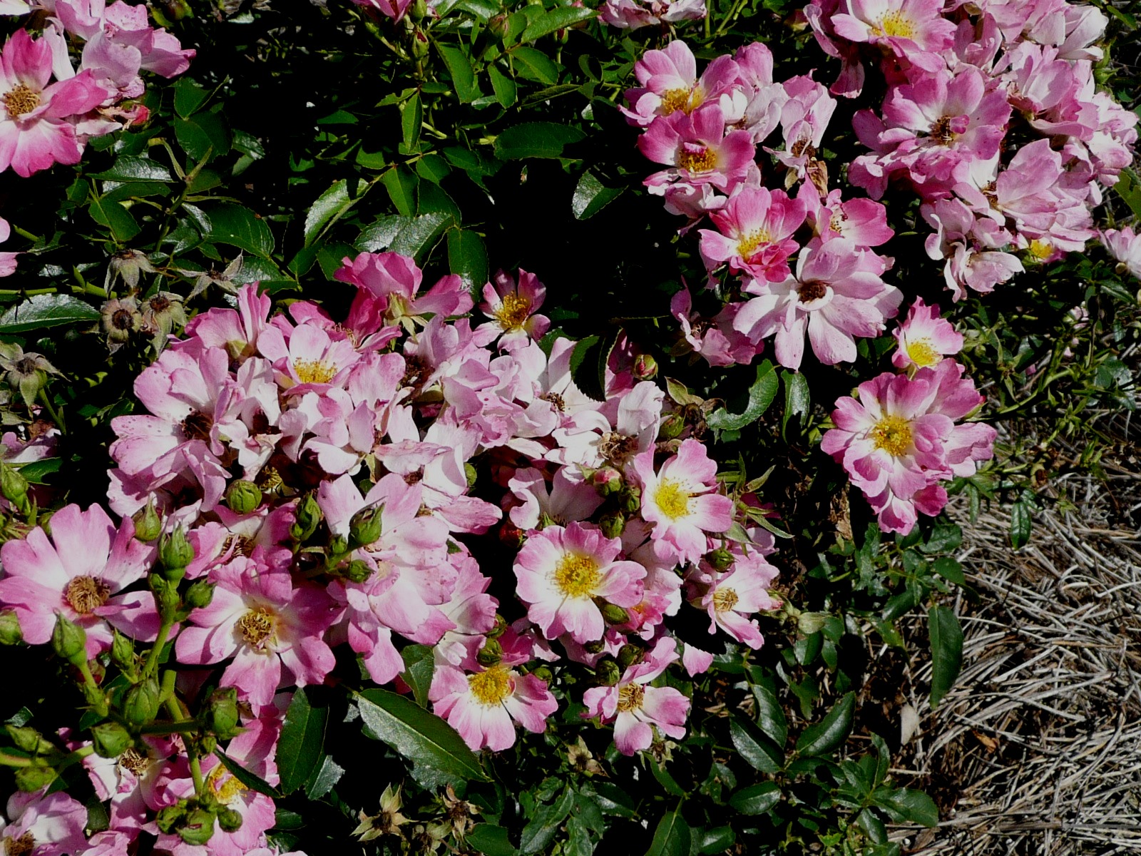 Pink Drift rose flowers