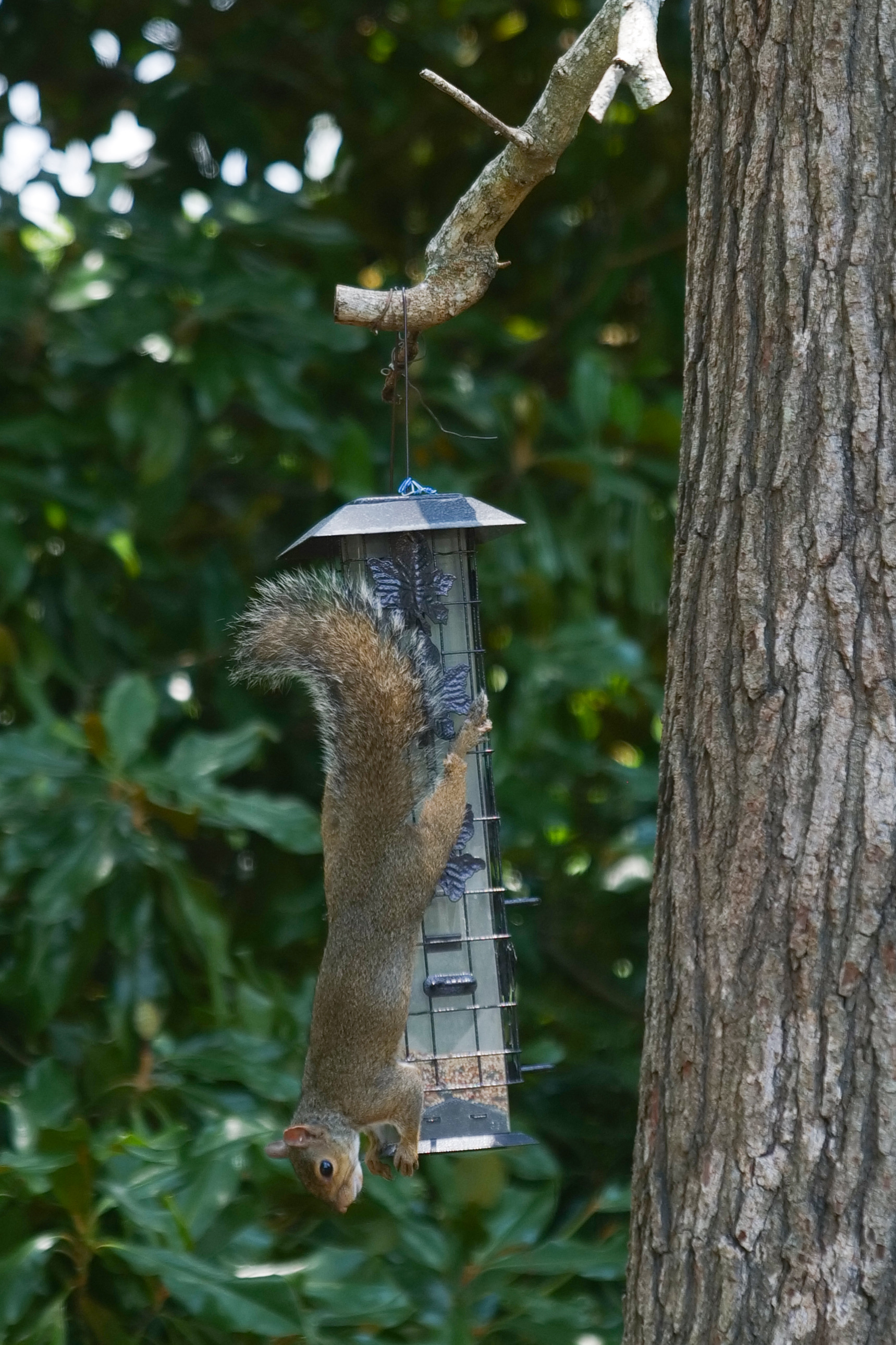 Squirrel on a bird feeder.