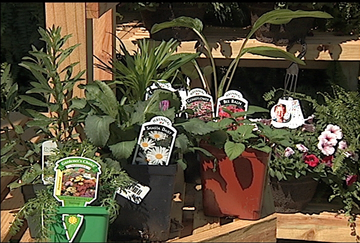Pick perennials for a recurring display of color
