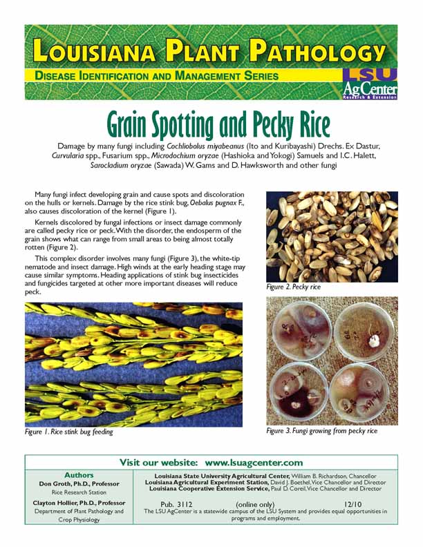 Grain Spotting and Pecky Rice