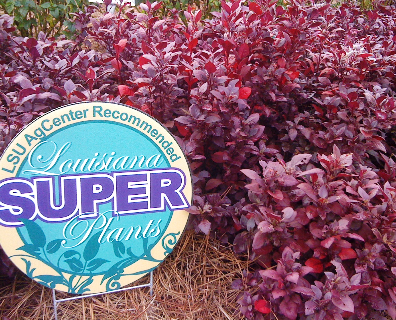 Little Ruby Alternanthera – Ornamental Plant of the Week for April 7, 2014