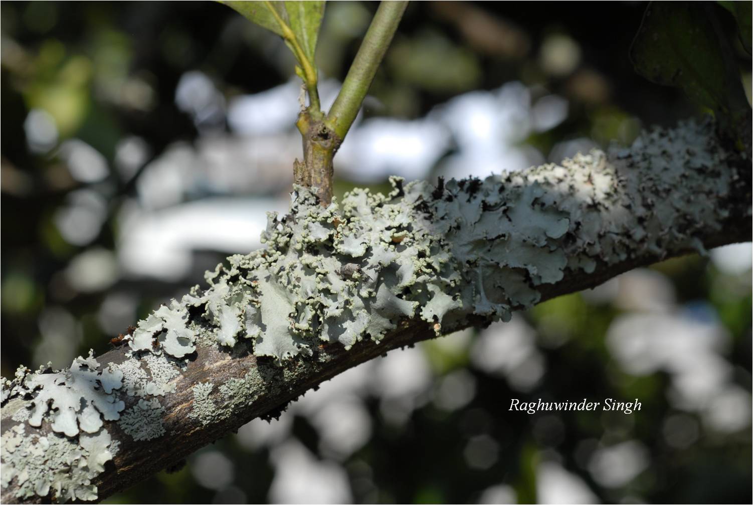 We Dont Like Lichens