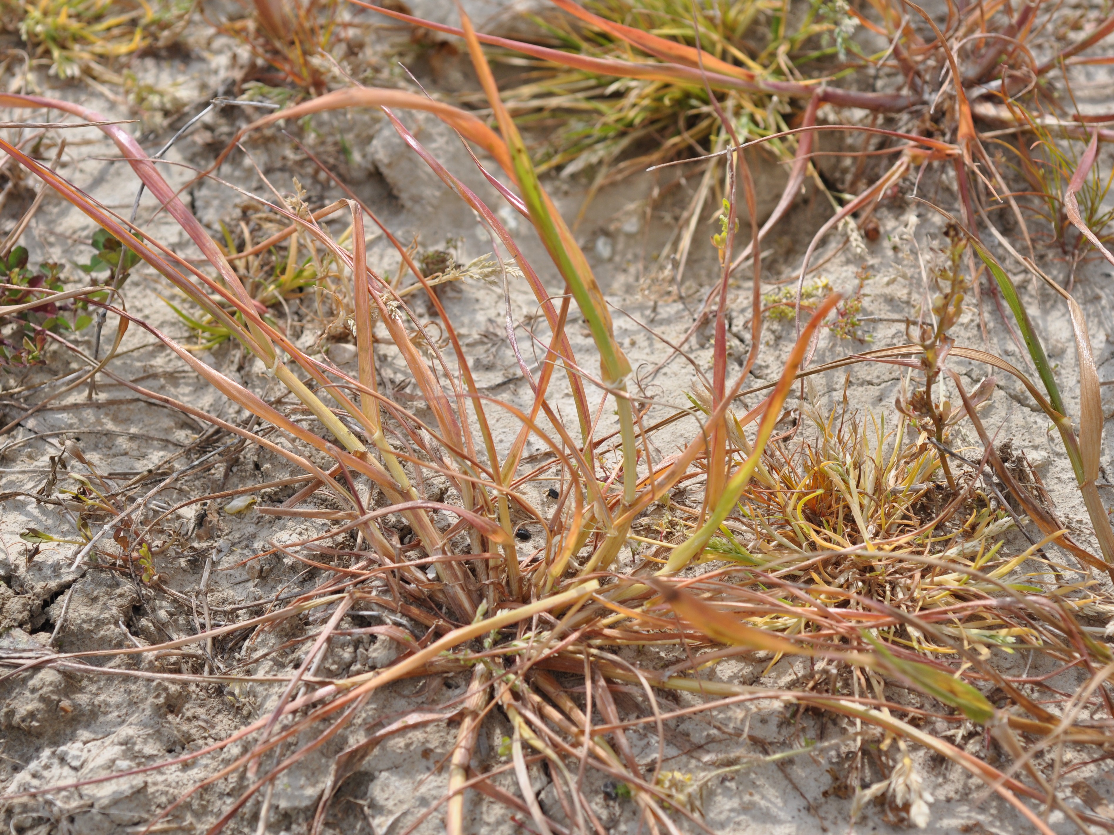 Aphid Infested Weeds