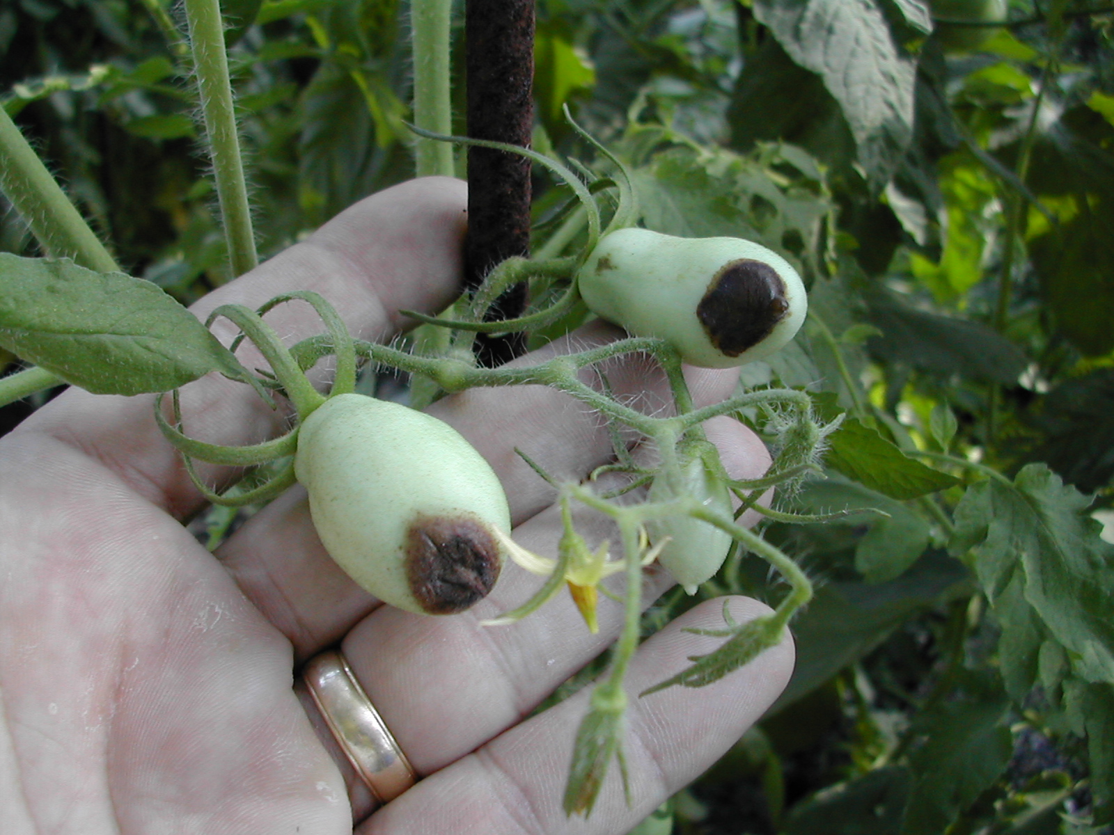 Late Spring Gardening Questions & Answers