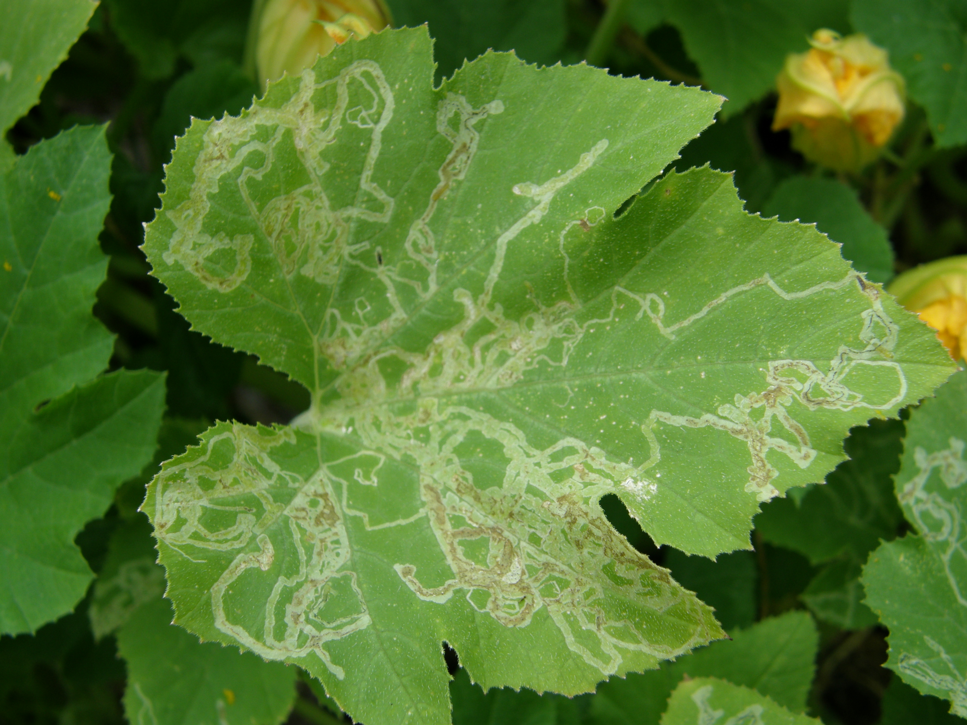 Telltale leafminer lines on yellow squash leaf