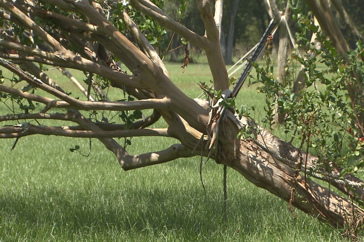 Hurricane recovery: straightening shrubs trees
