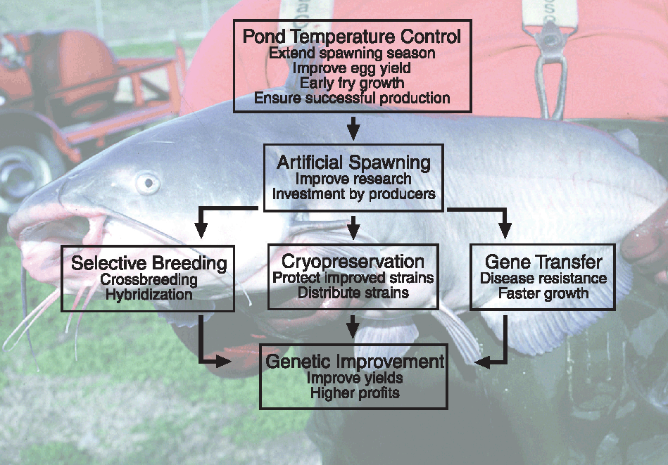 Improved Control of Channel Catfish Spawning