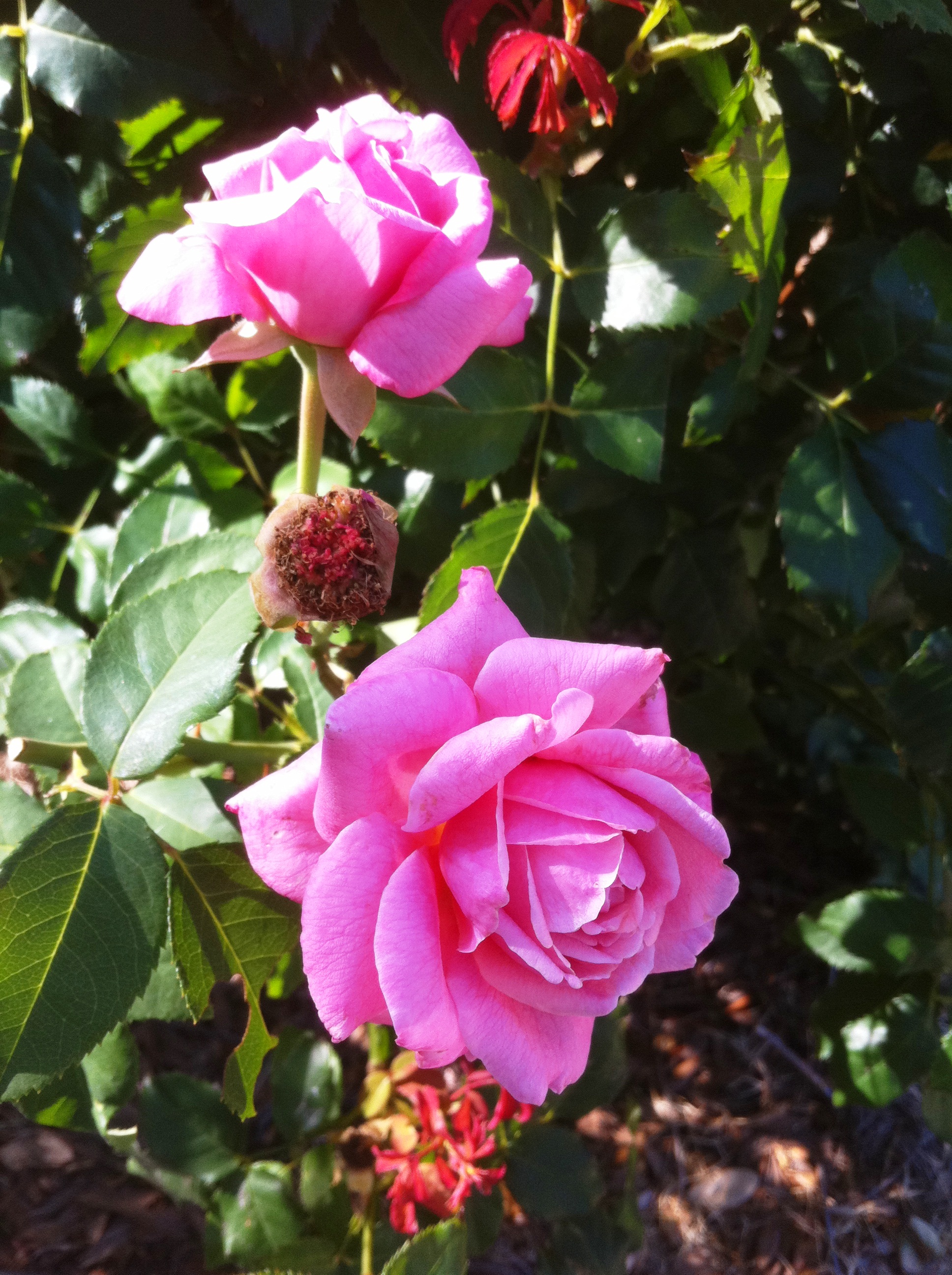 Take care of your roses during summer