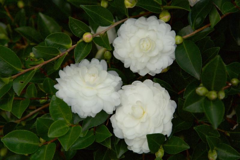 Camellia_White_Shi_Shi_Close_X21A4422jpg