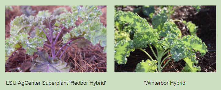 Hybridsjpg
