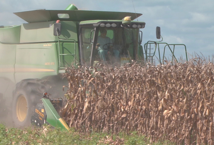Farmers report low yields on dryland corn