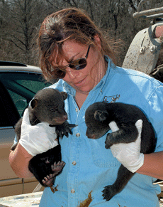 Three Louisiana Black Bear Cubs, Mama Relocated to Save Threatened Species