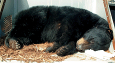black bear