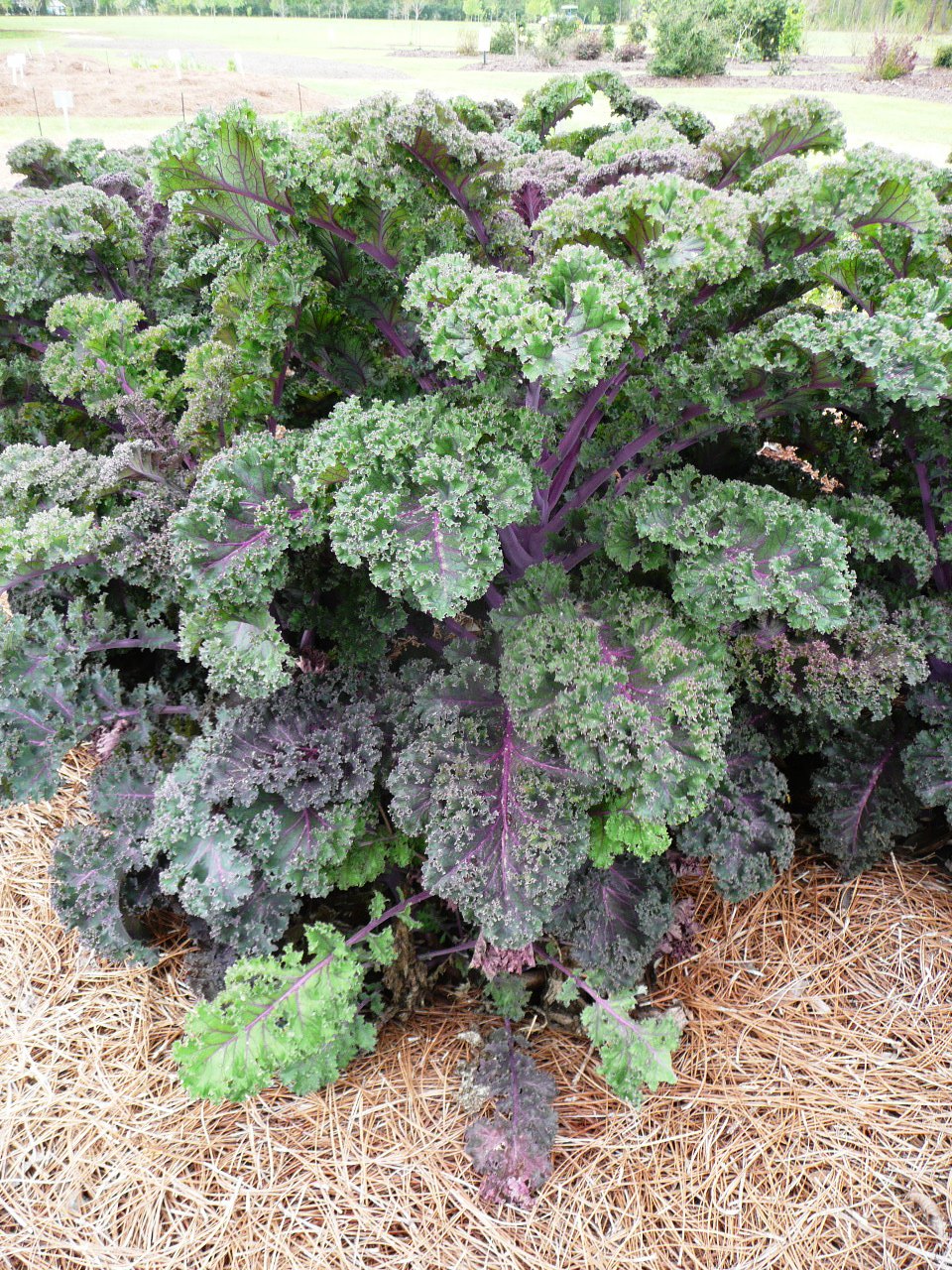 Ornamental Kale and Cabbage – Plants of the Week for November 23 2015