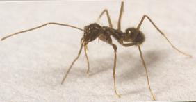 The Plan for Managing Crazy Ants in Louisiana