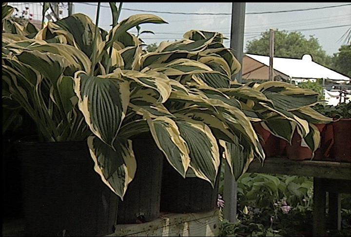 Tips on planting hosta