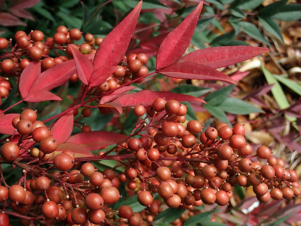 Roots, Shoots, Fruits & Flowers: Powdery Mildew, Toxic Nandina & Wolf Spiders
