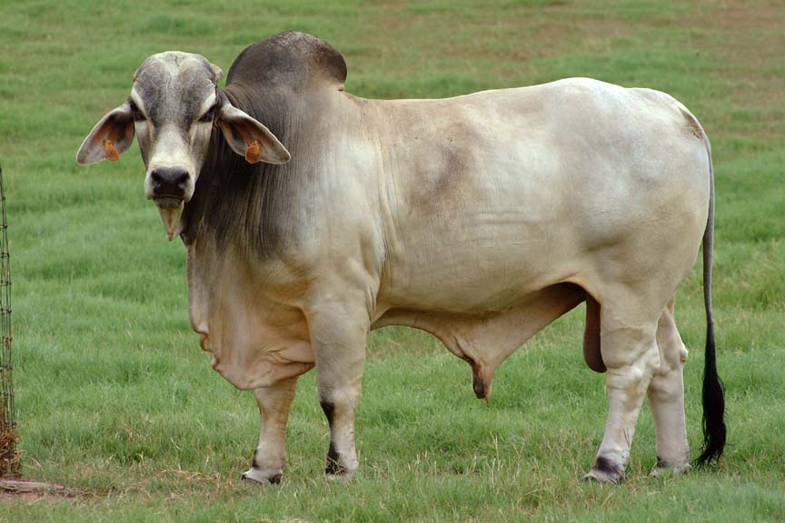 Bovine Viral Diarrhea Virus (BVD) of Cattle