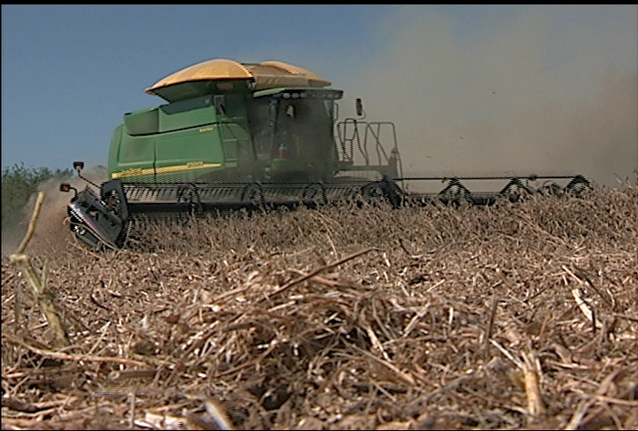 Soybean harvest starts with low yields