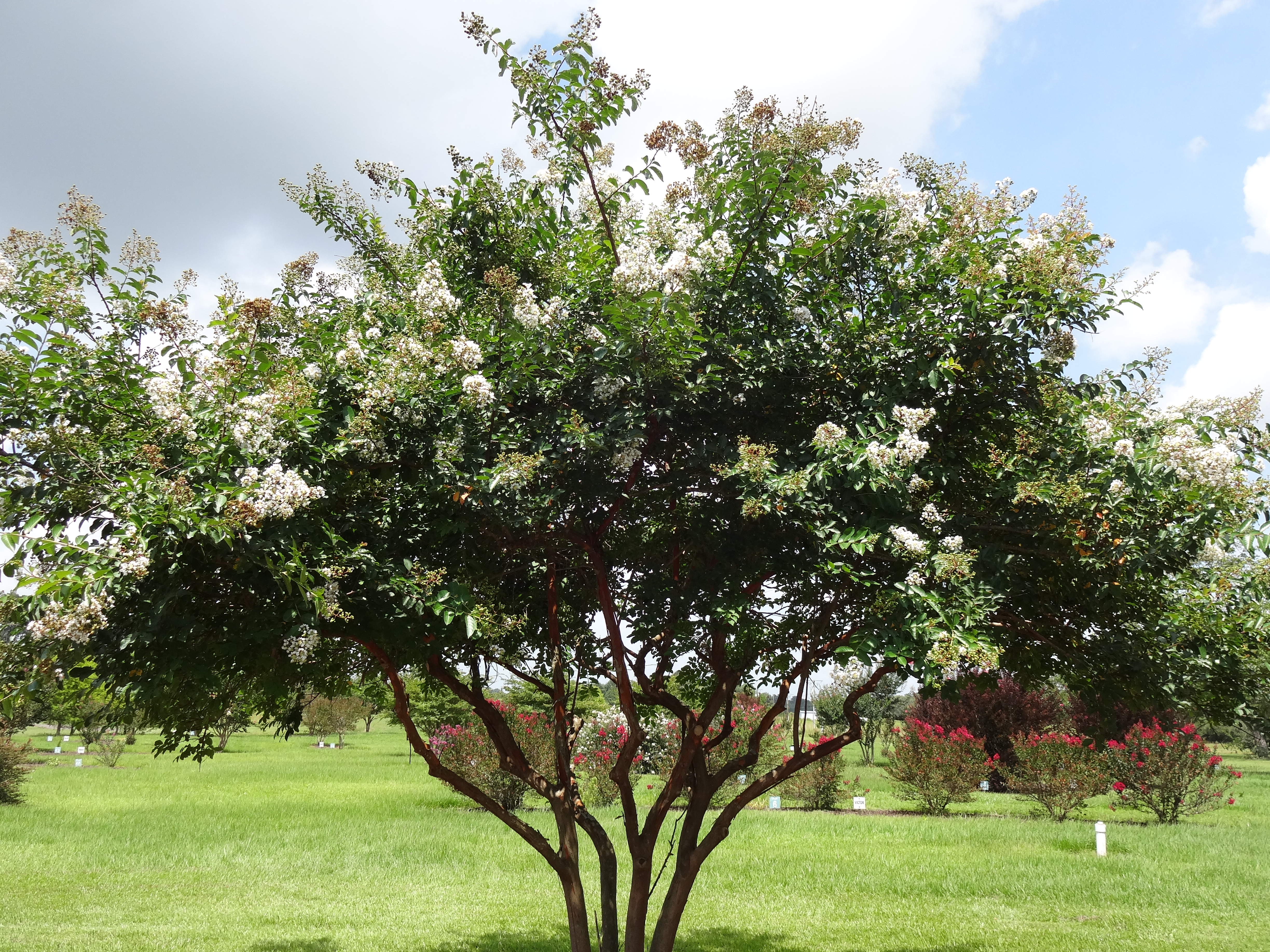 Natchez Crape Myrtle – Ornamental Plant of the Week for July 27, 2015