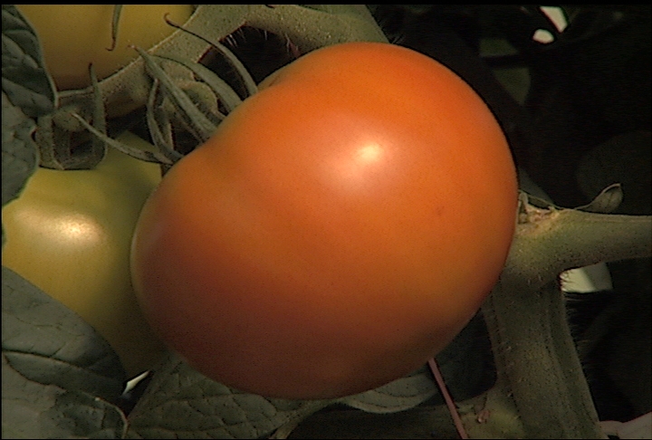 Greenhouse tomato research helps small-scale growers