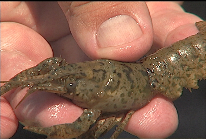 Aquaculture specialist working with alternative crawfish species
