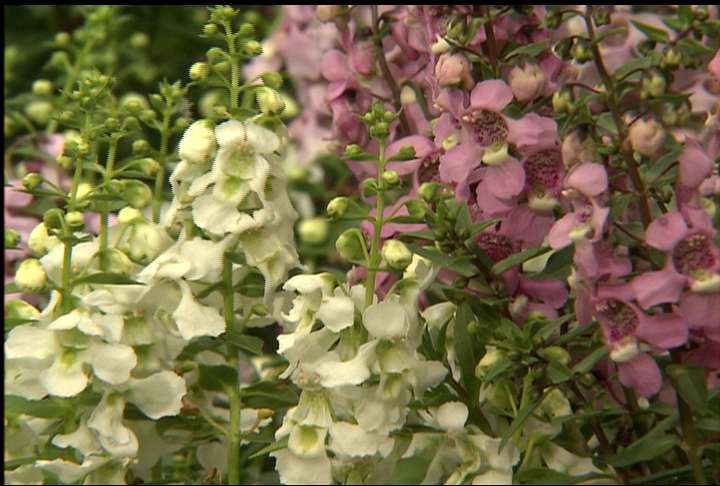 La. Super Plant Serena angelonia is drought tolerant