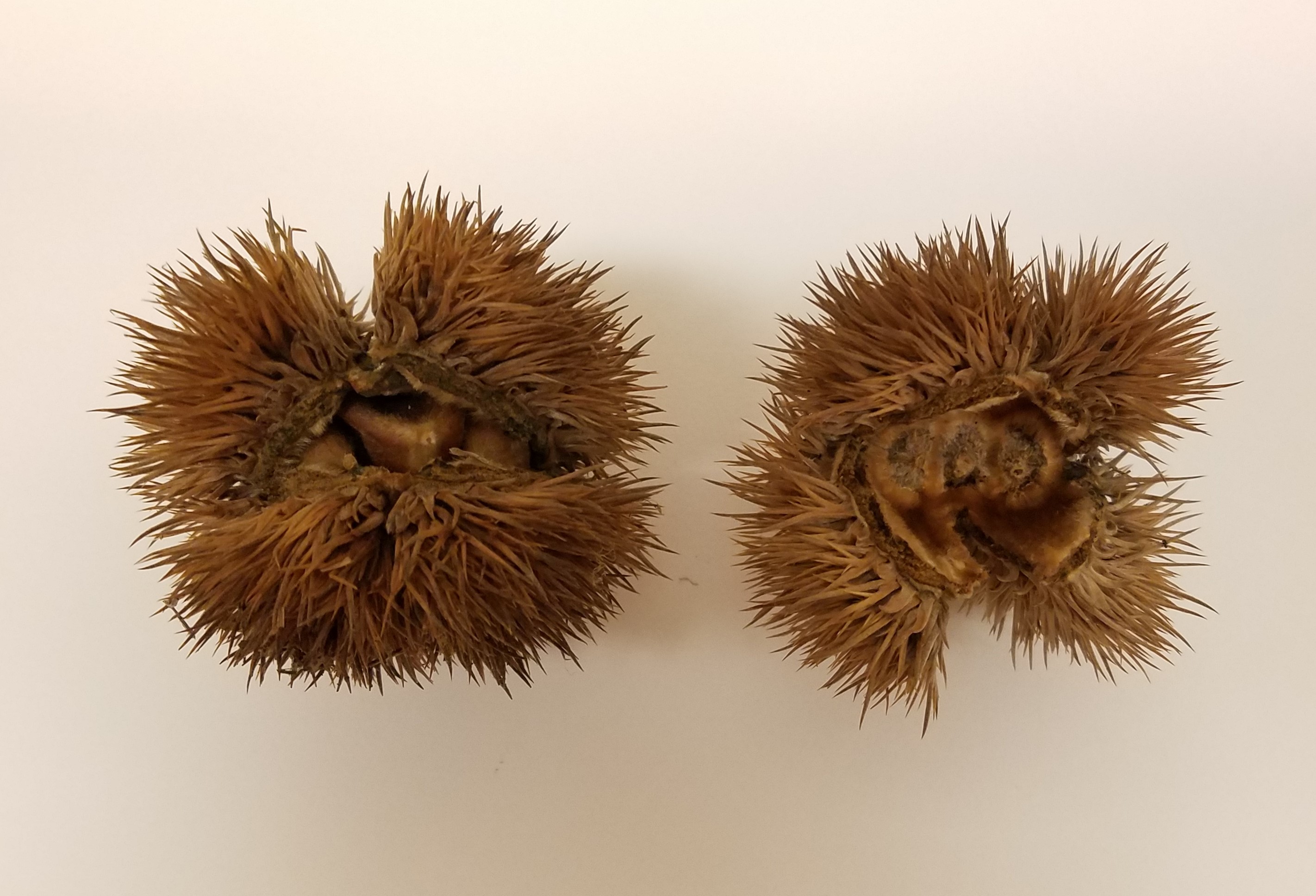 Cracking that Nut: Differentiating Among Chestnut Trees and Relatives