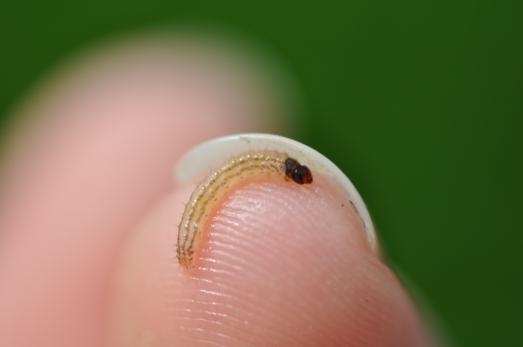 Rice Stalk Borer Larva