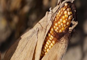 Louisiana Master Farmer program celebrating 20 years