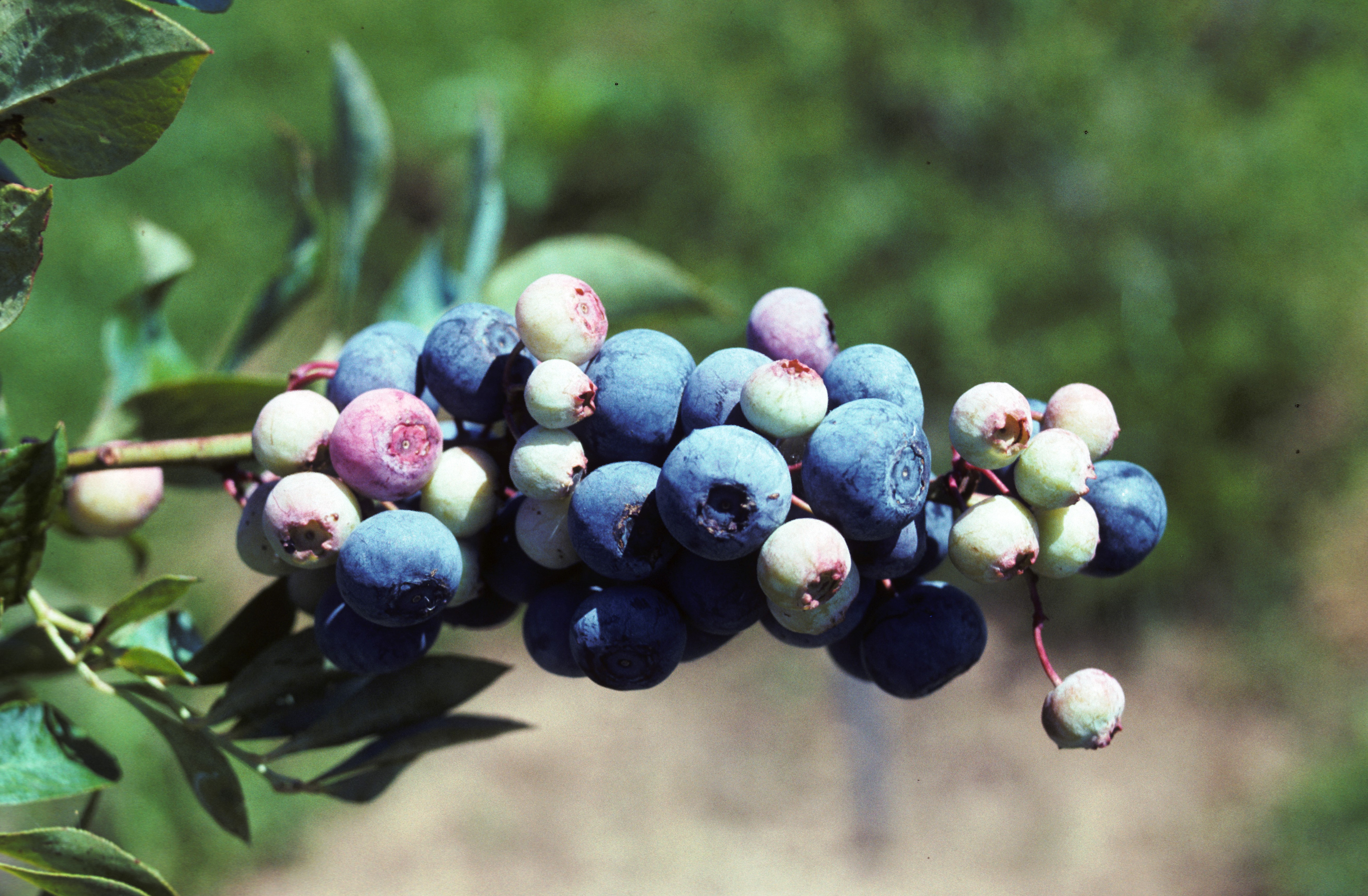Rabbiteye blueberries