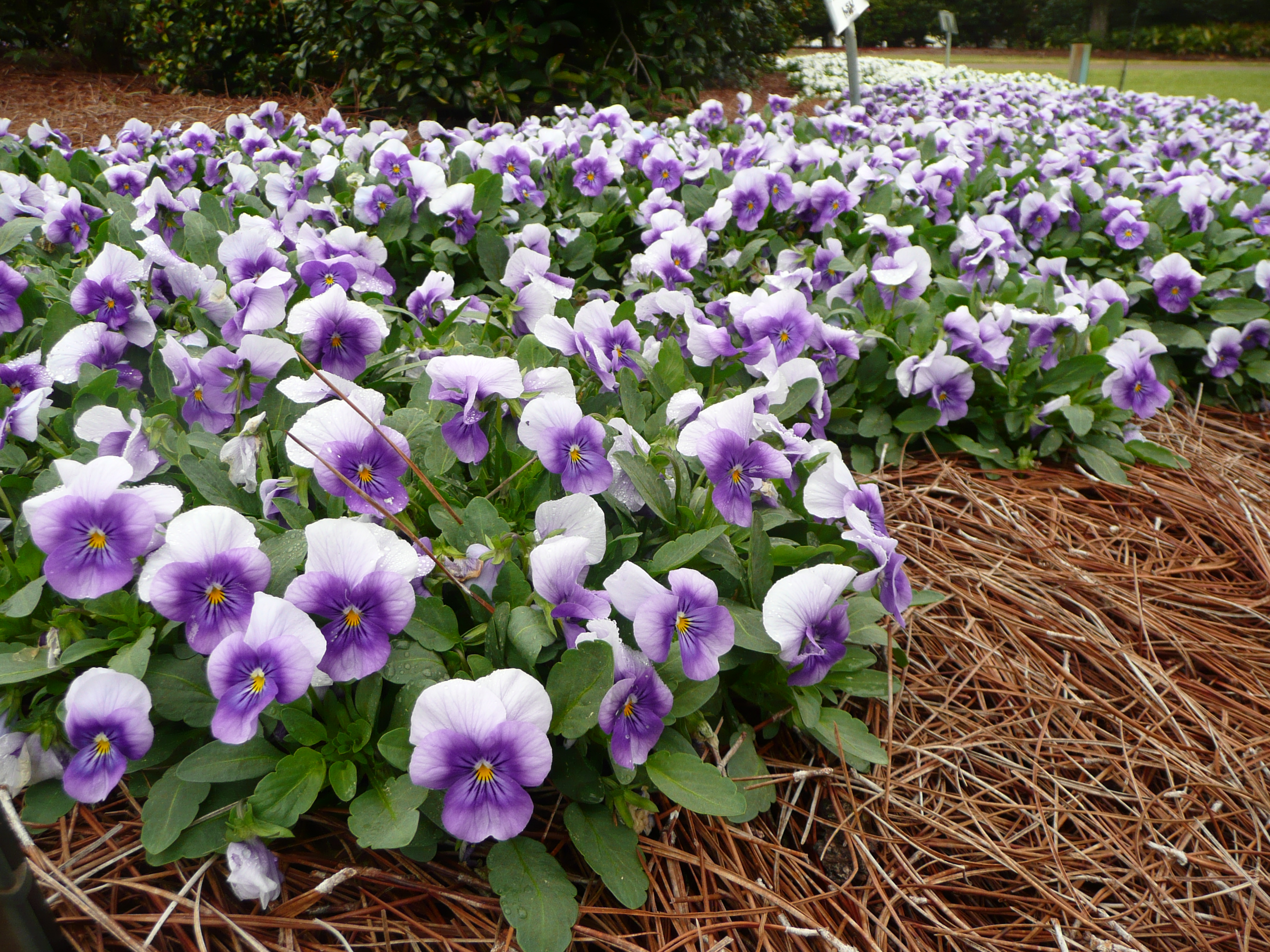 Sorbet violas