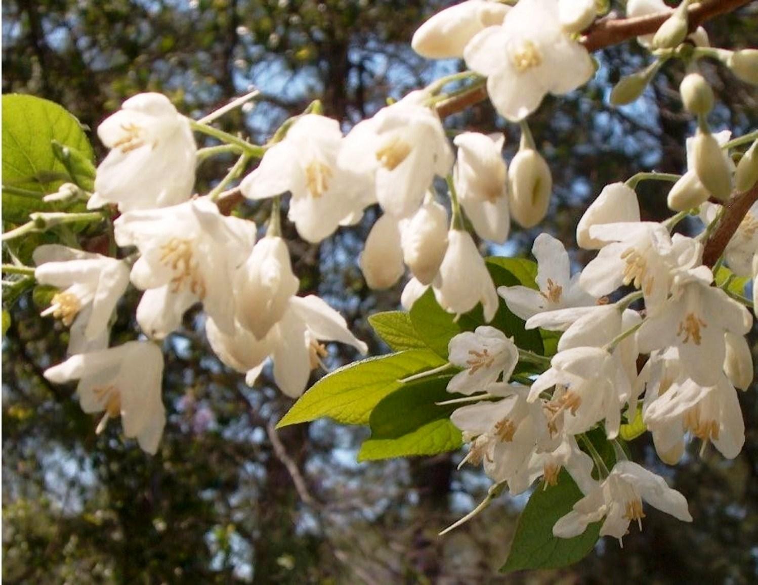 Silverbells – Ornamental Plant of the Week for March 16, 2015