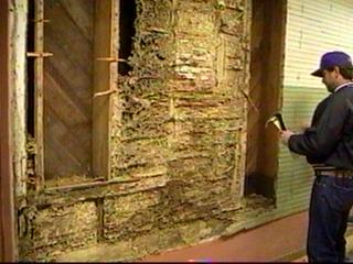 Photo of exposed Wall carton nest