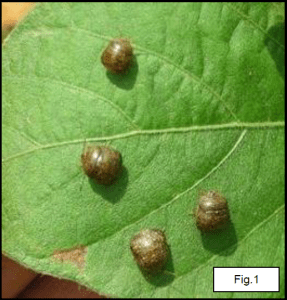 Kudzu bugs on soybeans