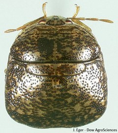 kudzu bug male