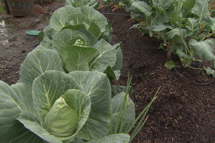 Fertilize some winter plants
