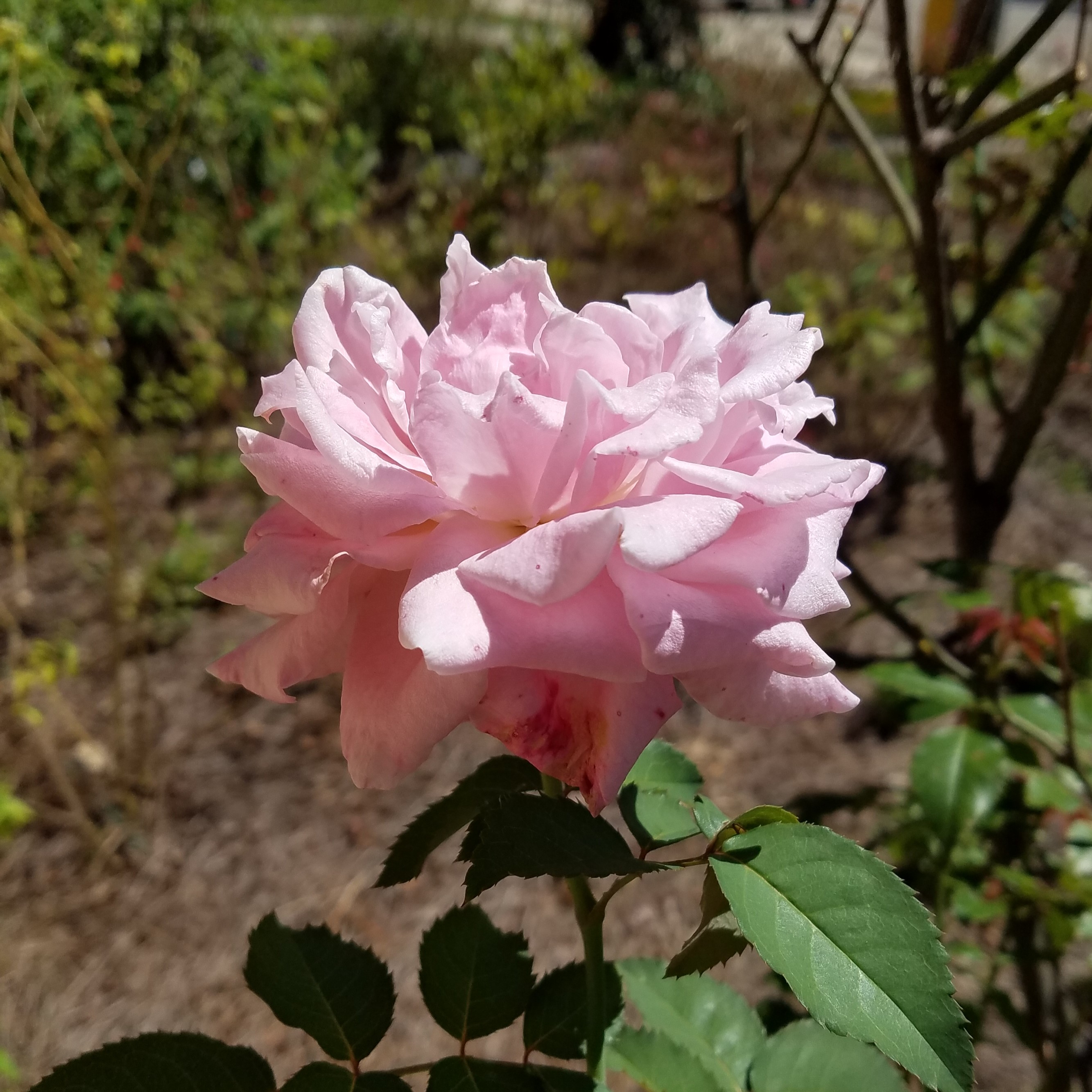 It’s Time to Prune Some Types of Roses