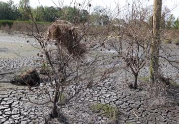 Louisiana citrus farmers reeling from damage caused by Ida