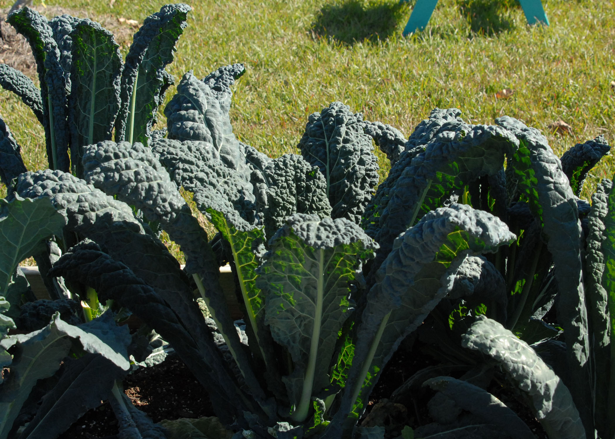 Greens are a Southern favorite