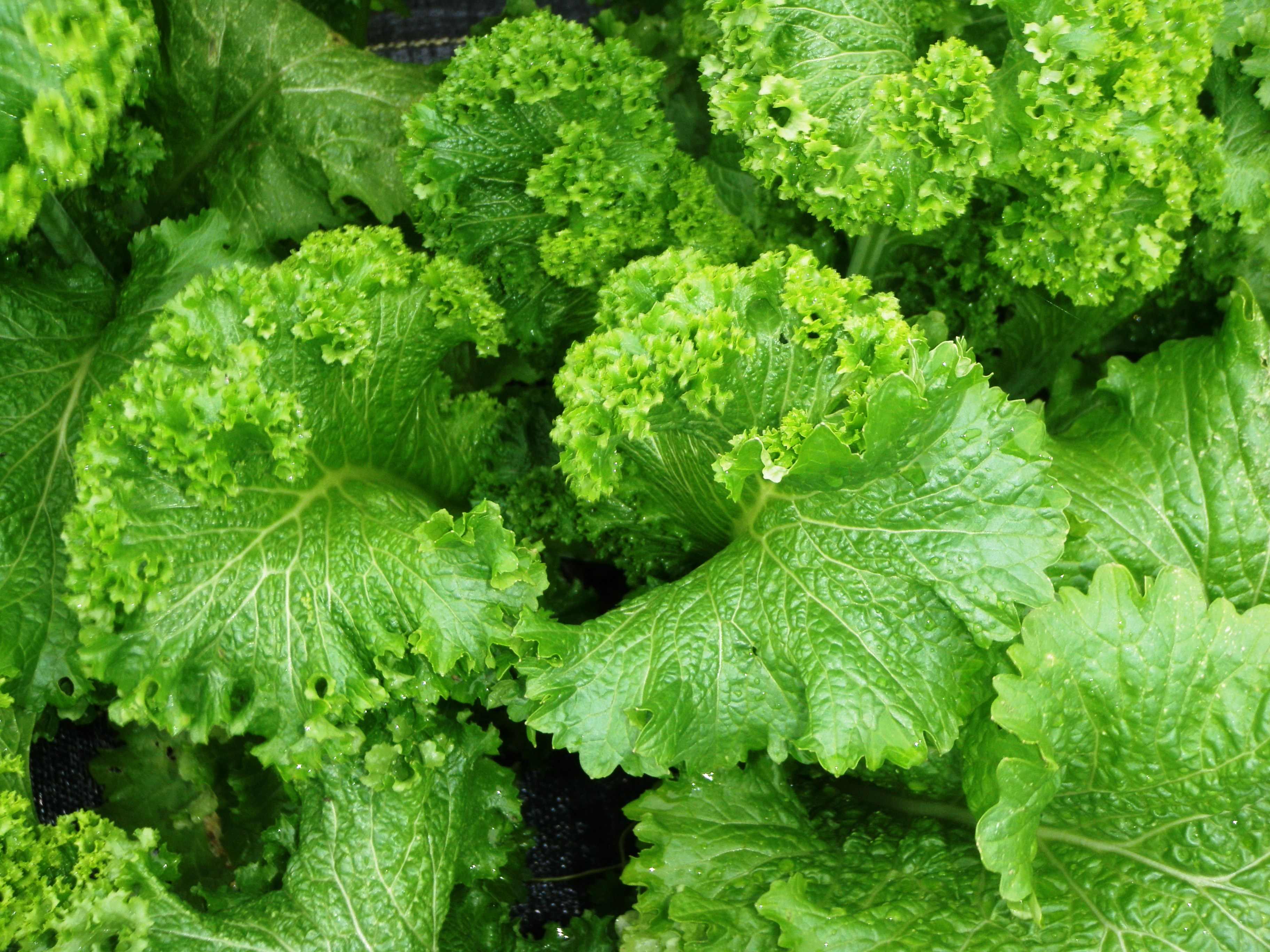 Mustard.jpg thumbnail