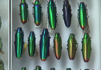 Researchers study role of color in jewel beetles