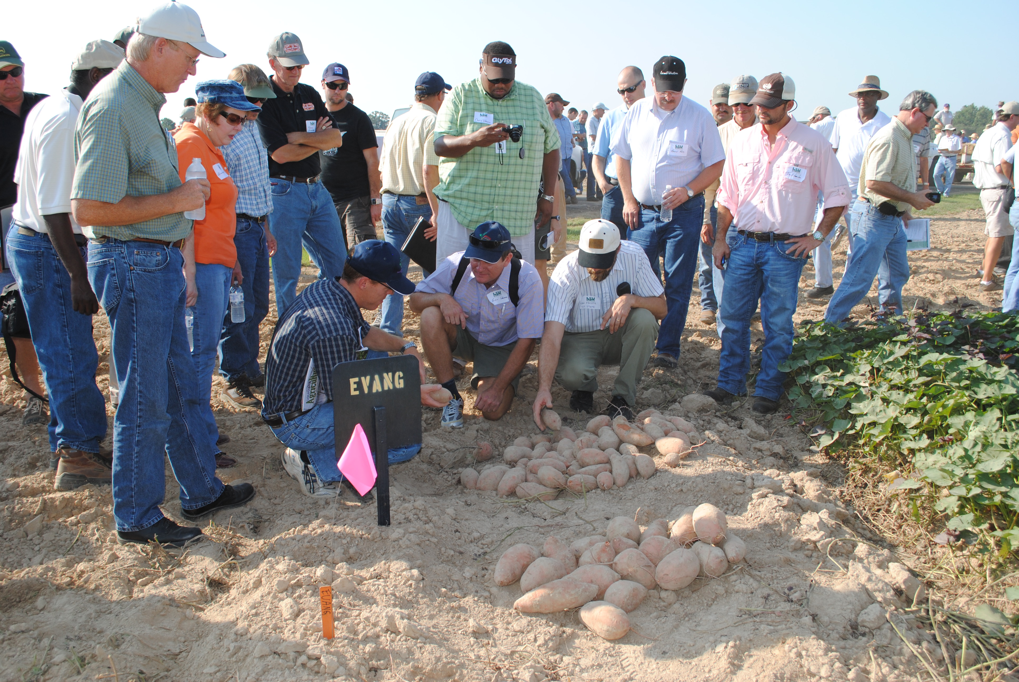 So far sweet potato outlook much better than past 2 years