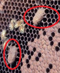 Beehive Buzz: Queen Supersedure