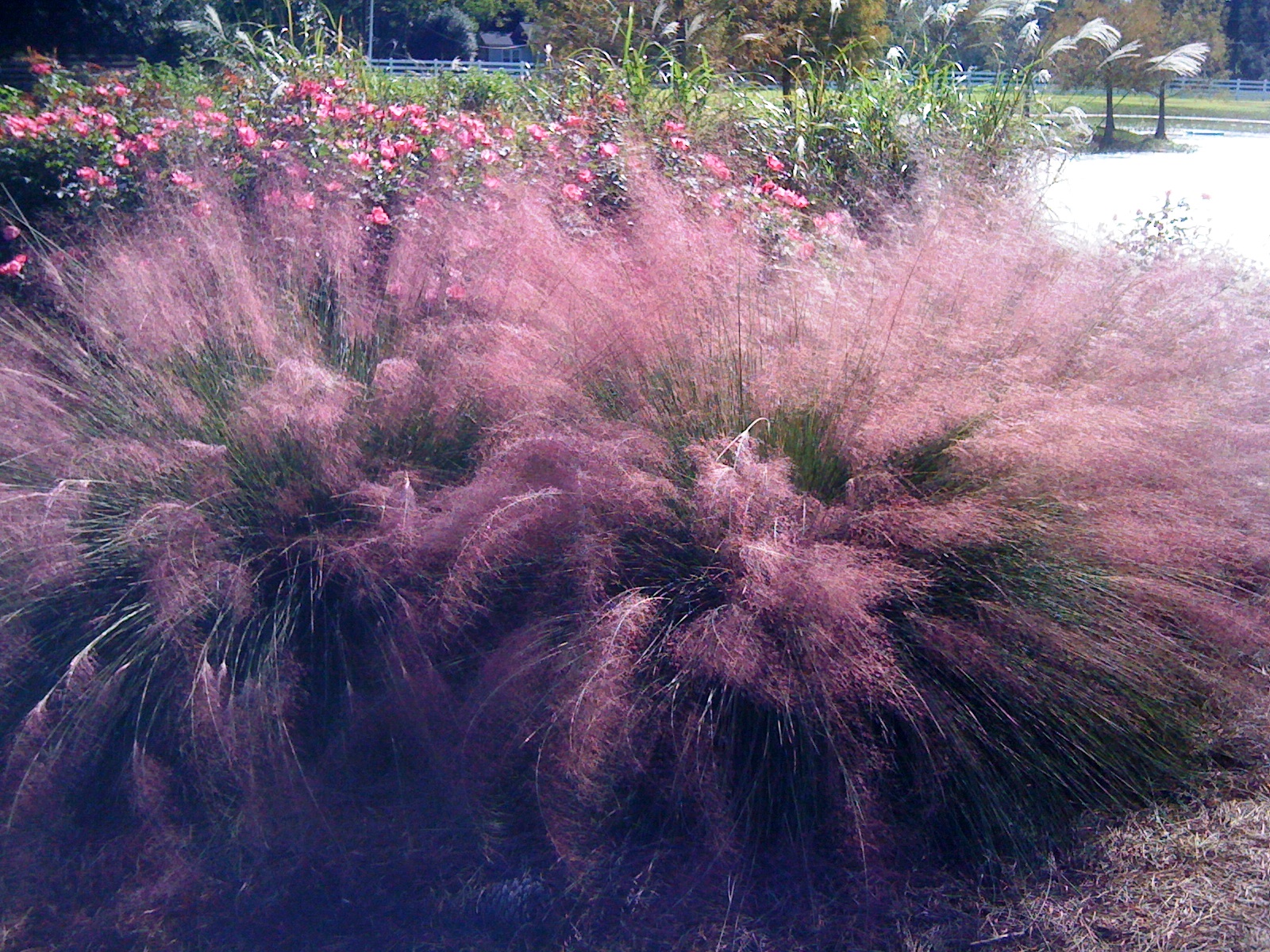 Muhly Grass – Ornamental Plant of the Week for Nov. 2 2015
