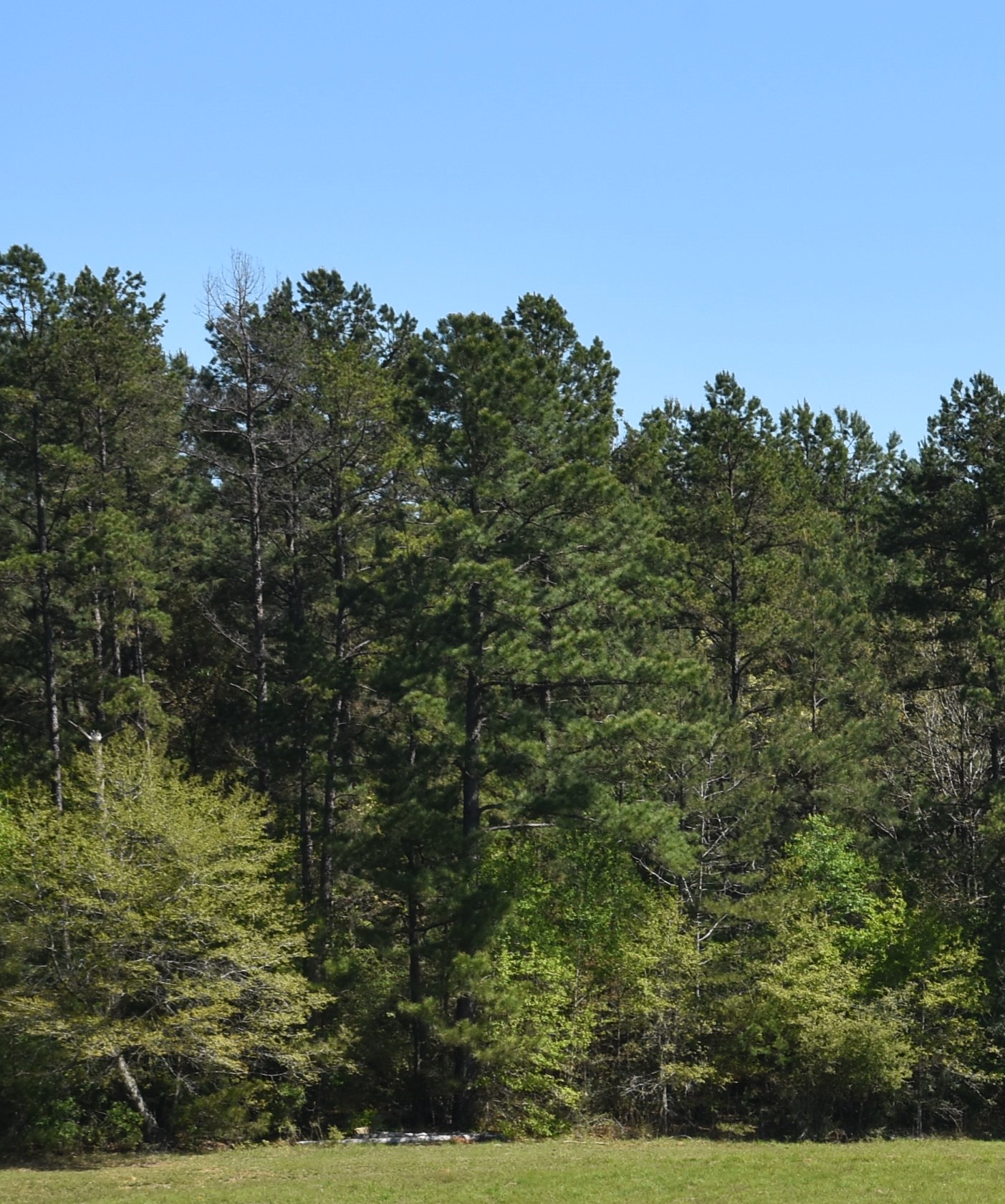  Forestry forums to be held virtually