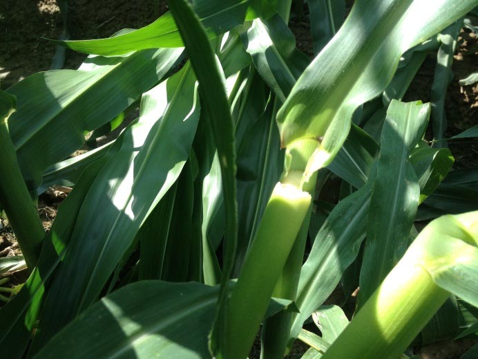 greensnap in corn
